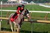 Sandman with exercise rider Reynaldo Dumont breezes at the Saratoga Race Course Wednesday July 16, 2025 in in Saratoga Springs, N.Y.  Photo by Skip Dickstein