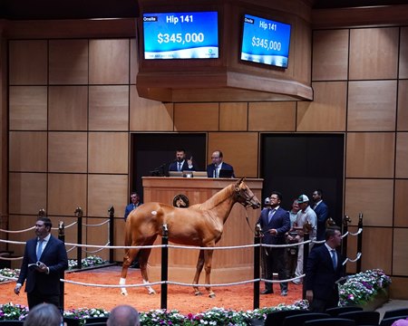 The Vekoma filly consigned as Hip 141 in the ring at the F-T July Sale