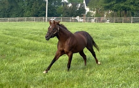 Smarty Jones at Equistar Training and Breeding
