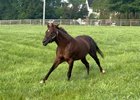 Smarty Jones Running in His Paddock at Equistar Training and Breeding