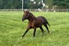 Smarty Jones Running in His Paddock at Equistar Training and Breeding
