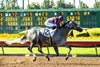 Pamela Ziebarth’s Sweet Azteca and jockey Juan Hernandez win the Grade II $200,000 Great Lady M Stakes Saturday, July 5, 2025 at Los Alamitos Race Course in Cypress, CA for trainer Richard Baltas.
Benoit Photo
 