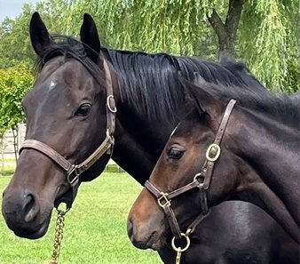 Midnight Bisou with her Equinox colt