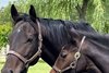 Midnight Bisou with her &#39;25 Equinox colt