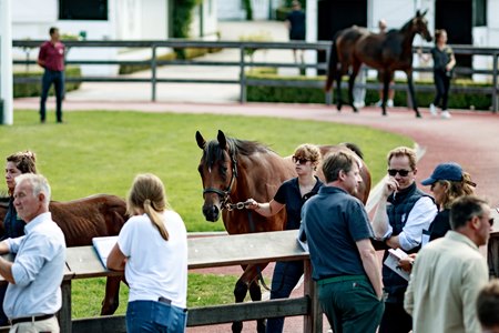 The 2025 Arqana Summer Sale