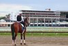 Journalism with rider Mark Witkowski, takes in the scene at Monmouth Park on Thursday before a morning gallop.  Photo By Bill Denver/EQUI-PHOTO