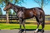 Lot 9, Lavalier, 2025 Inglis July Online Sale