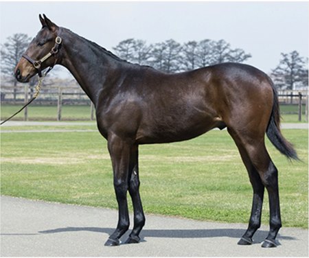 The Rey de Oro colt consigned as Lot 77 is a half brother to Forever Young