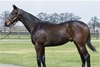 Hip 77; JHRA Yearling Sale 2025; c. 	dk. Rey de Oro-Forever Darling by Congrats
