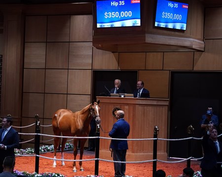 The Jack Christopher colt consigned as Hip 35 in the ring at the F-T July Sale