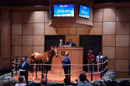 Red Route One consigned as Hip 329 in the ring at the F-T July Horses of Racing Sale