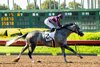 Pamela Ziebarth’s Sweet Azteca and jockey Juan Hernandez win the Grade II $200,000 Great Lady M Stakes Saturday, July 5, 2025 at Los Alamitos Race Course in Cypress, CA for trainer Richard Baltas.
Benoit Photo
 