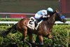 Italian Soiree wins the 2025 Coronation Cup Stakes at Saratoga Race Course