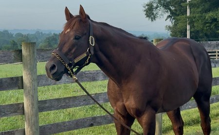 Smarty Jones at Equistar Training and Breeding