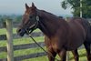 Smarty Jones at Equistar Training and Breeding