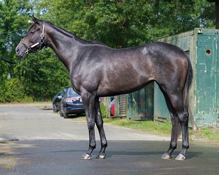The F-T July Digital sale topper, Spectacular Grey