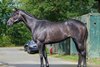 Hip 30, Spectacular Grey, 2025 Fasig-Tipton July Digital Sale