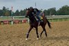 Scottish Lassie Trains at Saratoga Race Course