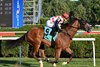 Bring Theband Home wins the 2025 Harvey Pack Stakes at Saratoga Race Course