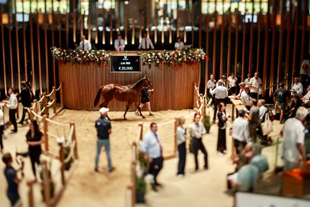 The sale ring at Arqana