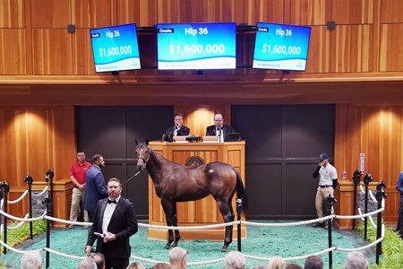 Hip 36, a Good Magic colt named Alekazam, in the sales ring at the Fasig-Tipton Saratoga Sale