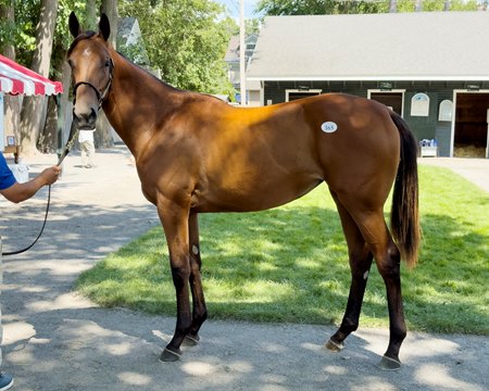 A yearling half sister to Preakness Stakes winner Journalism is turning heads at Barn 7A on the Fasig-Tipton sales grounds in Saratoga Springs, N.Y.