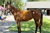 Hip 165, 2025 Fasig-Tipton Saratoga Sale