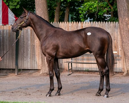 The Not This Time colt consigned as Hip 150 at the Fasig-Tipton Saratoga Sale