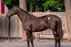Hip 150, 2025 Fasig-Tipton Saratoga Sale