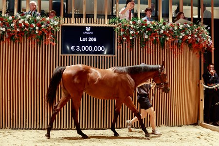 The Night of Thunder filly in the ring at the Arqana August Yearling Sale