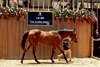 Arqana, Deauville, 18/08/2025, photo: Zuzanna Lupa