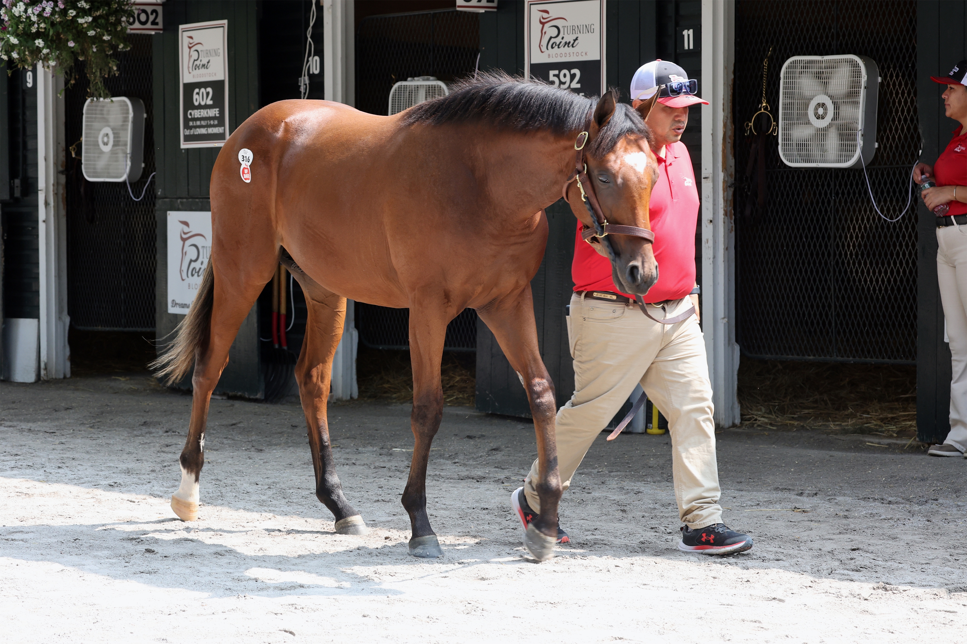 Half Brother to Mo Plex on Offer at F-T NY-Bred Sale - BloodHorse