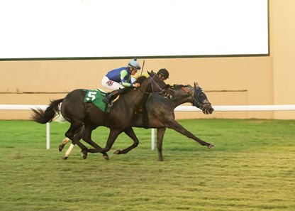 Exaping Excaping the Blues - Horse Profile - BloodHorse
