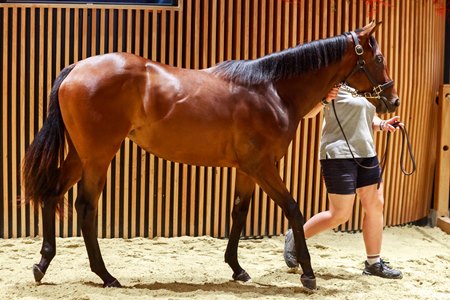 The Baaeed filly consigned as Lot 68 in the ring at the Arqana August Yearling Sale