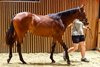 2025 Arqana, The August Sale, Lot 68
Arqana, Deauville, 16/08/2025, photo: Zuzanna Lupa