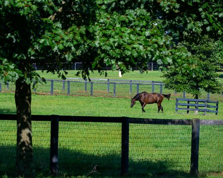 Stallion Aloha West in his paddock at Mill Ridge Farm near Lexington