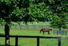 Stallion Aloha West grazing in his paddock. Economics feature for BloodHorse with images of vendors and personnel at Mill Ridge Farm near Lexington, Ky., on Aug. 14, 2025.