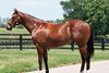 Hip 163, 2025 Fasig-Tipton Saratoga Sale
