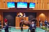 Hip 331, 2025 Fasig-Tipton Saratoga  NY Bred Sale