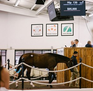 The Aurelius Maximus colt, consigned as Hip 130 in the ring