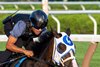 Good Cheer Kentucky Oaks G1 winner breezed a half-mile this morning on the main track at the Saratoga Race Course Saturday Aug.9, 2025 in Saratoga Springs, N.Y.  This was her prep workout for her appearance in the Alabama Stakes to be run at the Saratoga on August 16th.  Skip Dickstein Photo