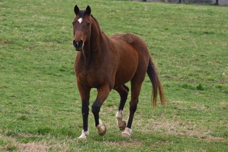 Special Ring in his paddock at Old Friends
