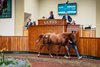 2025 Goffs UK Premier Yearling Sale, Lot 410