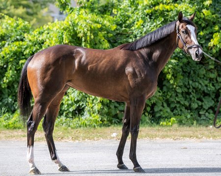 Snow Face Princess, consigned as Hip 39, sold to Winchell Thoroughbreds