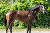 2025 Fasig-Tipton August Digital Sale, Lot 39