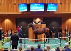 Hip 218 , 2025 Fasig-Tipton Saratoga Sale