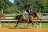 Sierra Leone and Flavien Prat win the G1 Whitney Stakes, Saratoga Racecourse, Saratoga Springs, NY, August 2, 2025, Javier Molina