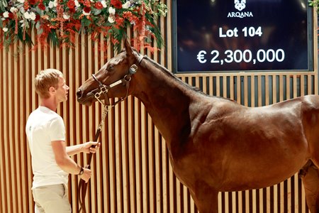 The Wootton Bassett colt consigned as Lot 104, at the Arqana August Yearling Sale