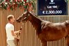 Arqana, Deauville, 17/08/2025, photo: Zuzanna Lupa