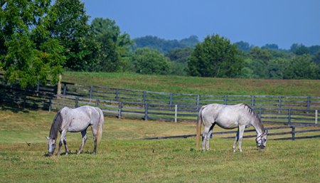 Mares graze at Mill Ridge Farm near Lexington